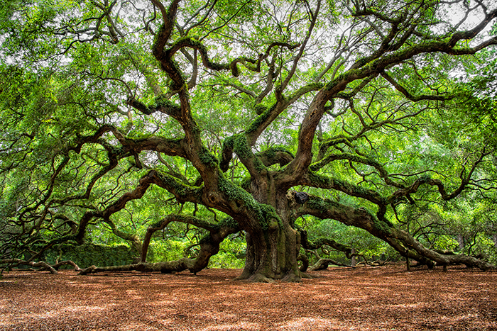 Oak-Tree-Images